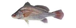 Freshwater Drum